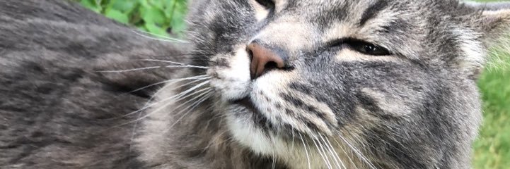 meowdoe's profile banner image