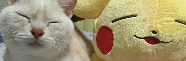 pichukai's profile banner image