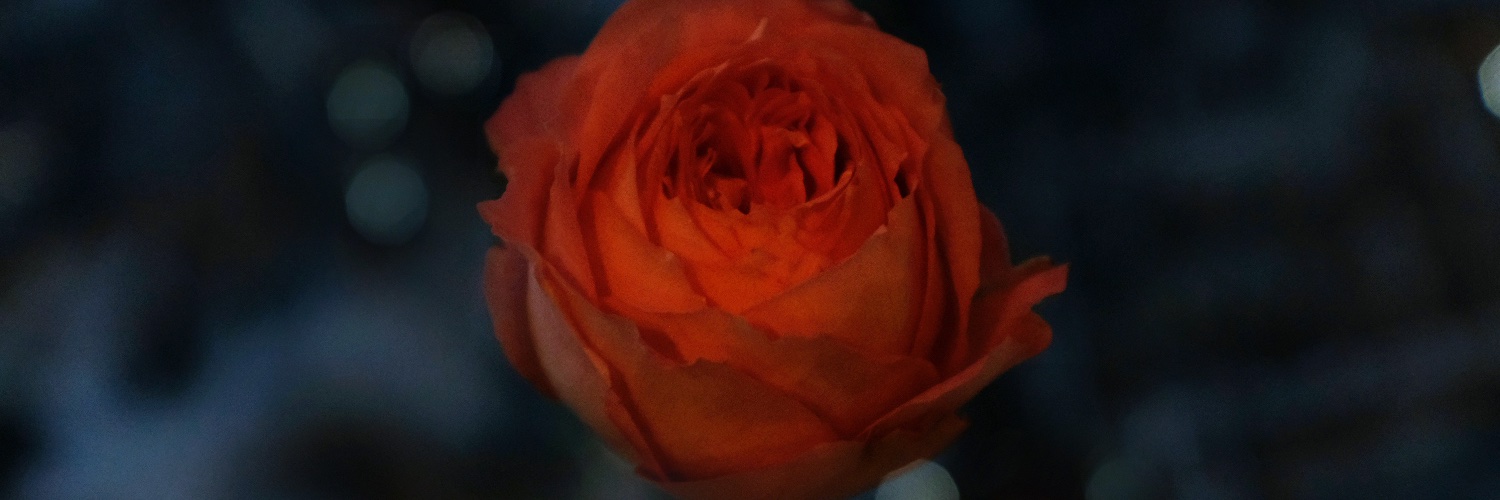 NOBARA_INFO's profile banner image
