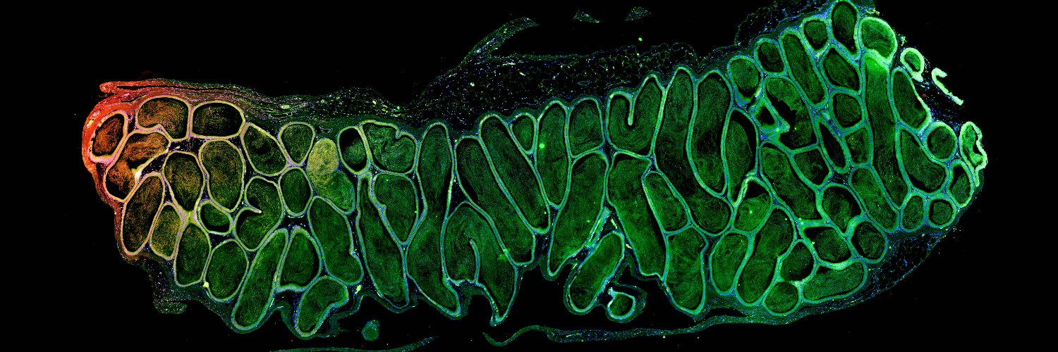 Scott Lundy MD PhD HCLD's banner