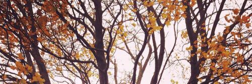 cliiocast's profile banner image