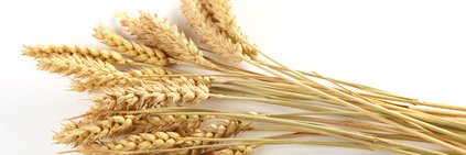 kansaslegalservices banner