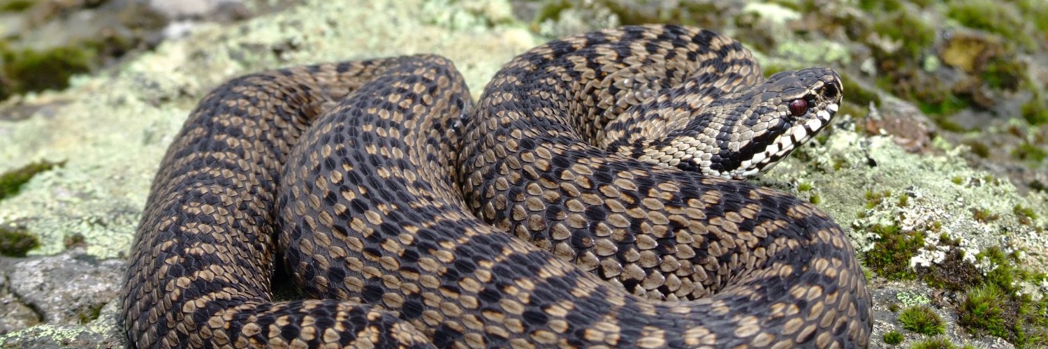 Guillon Michaël banner