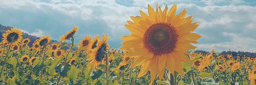 🐣 banner