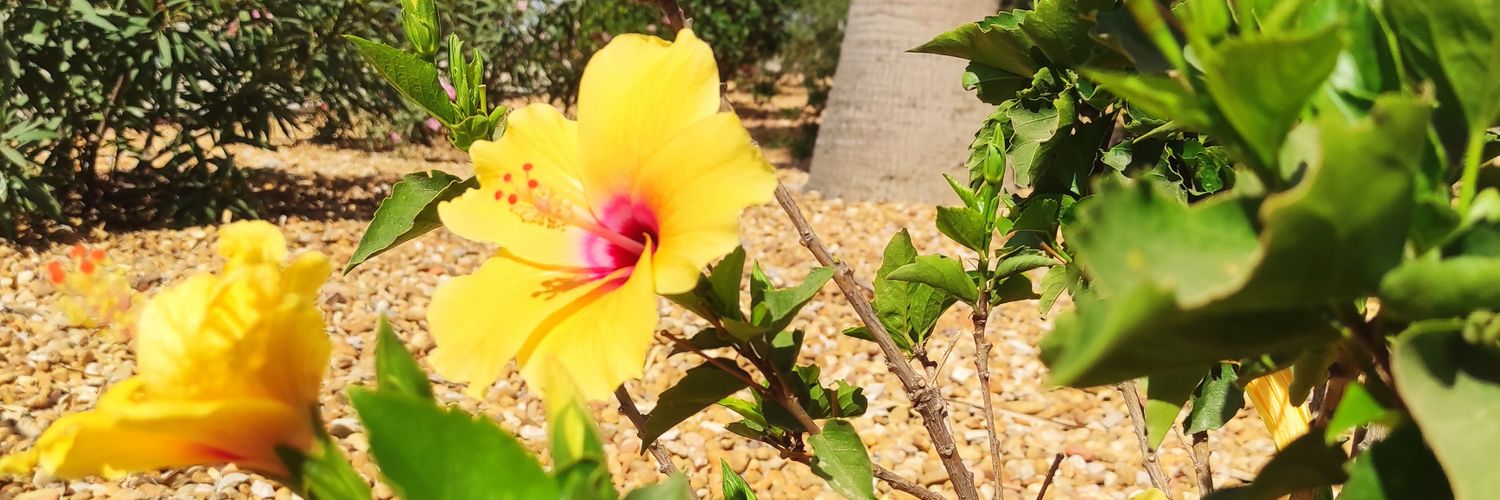 98Beatrizi's profile banner image