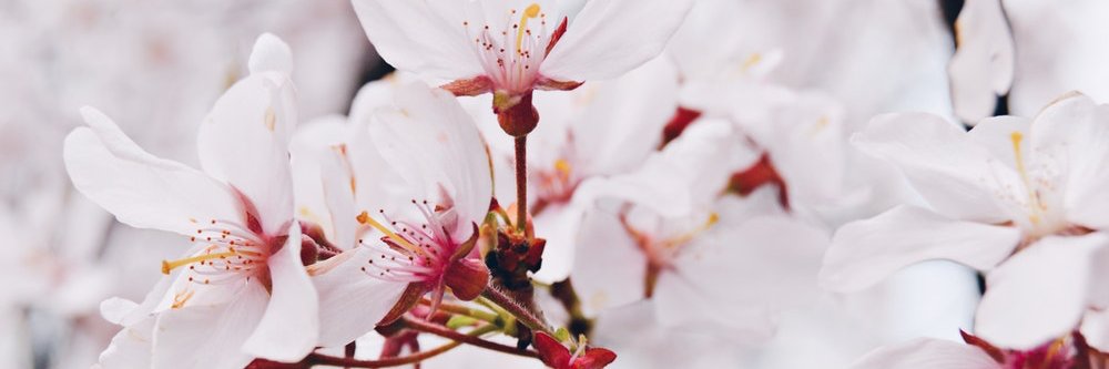 SharonBasile11's profile banner image