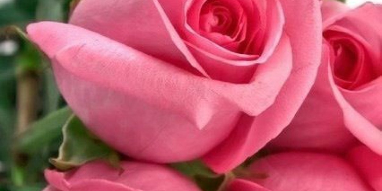 amsuad19's profile banner image