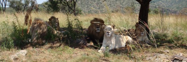 blaidd9 Profile Banner