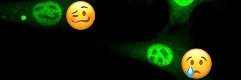 Mathias Skadow banner