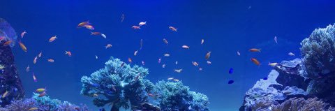 meewo banner