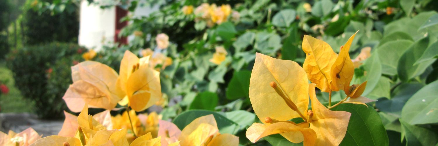 Camila Pérez-Failach banner