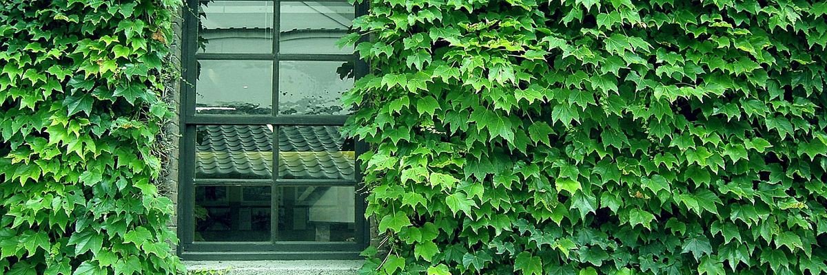 🌿เฮียทีย์🍃 banner
