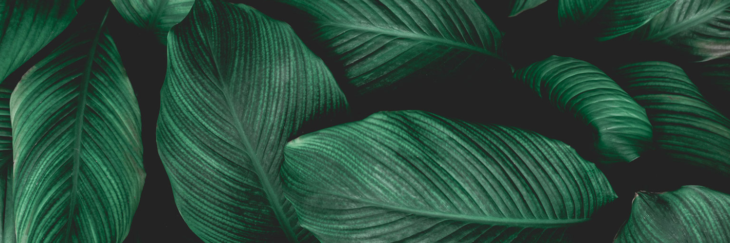 veronica belmont banner