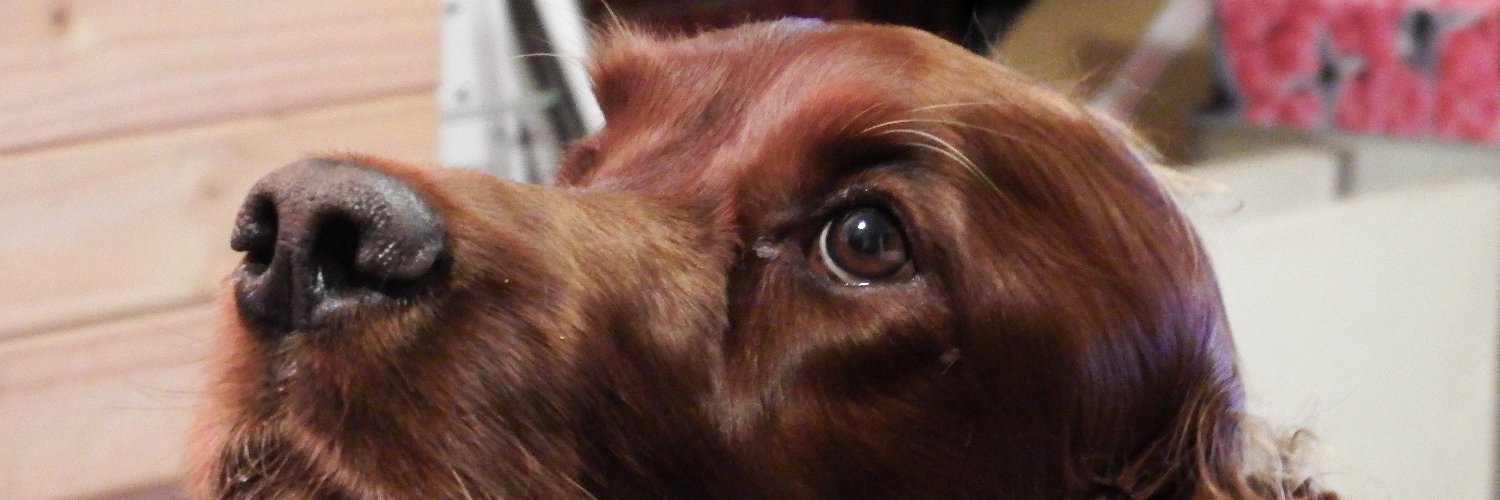 boudica🐾🇬🇧 banner