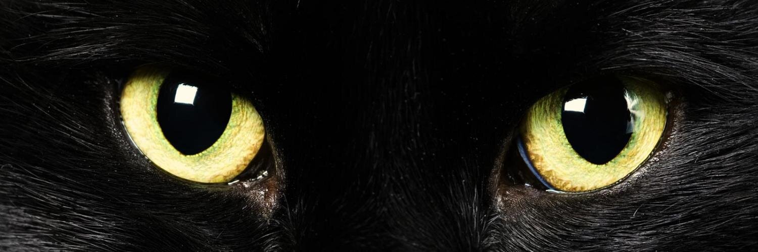 shmumr's profile banner image