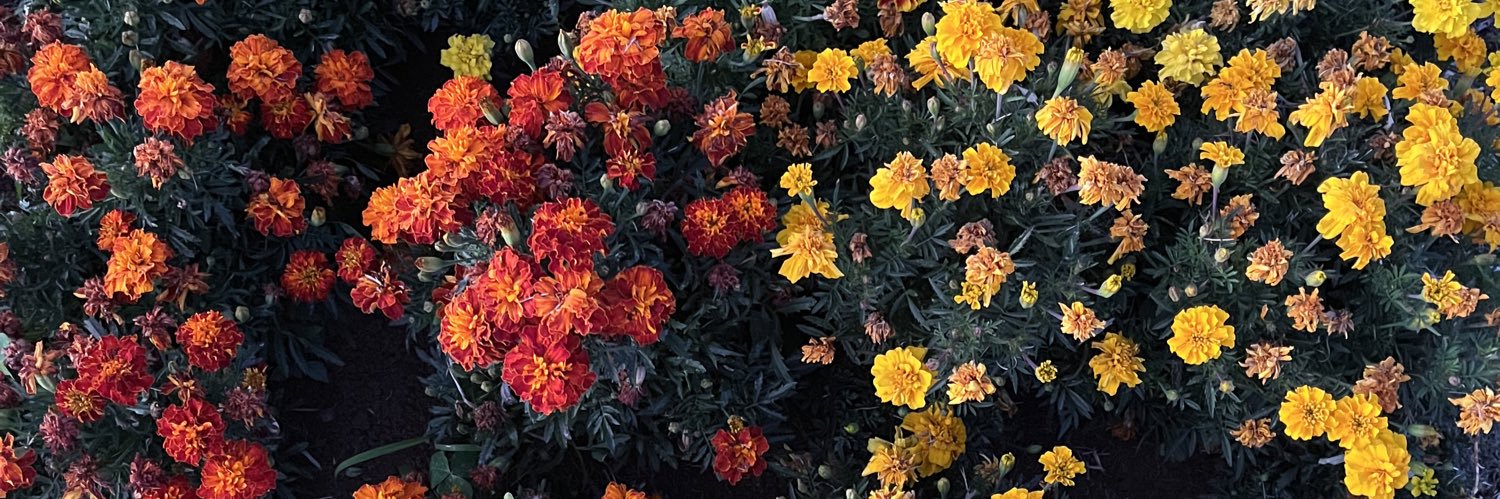 adriano solo bien se lame banner