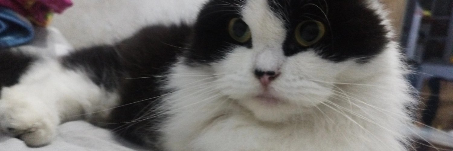 iniklepoon's profile banner image