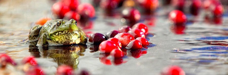 CranbryBogFrog's profile banner image