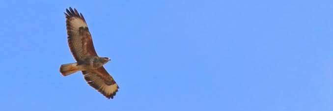 Y banner