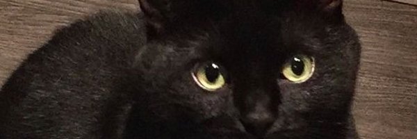 Kylowas Profile Banner