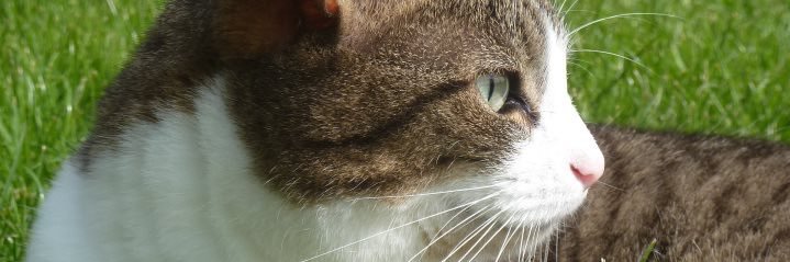 moasamykiki's profile banner image