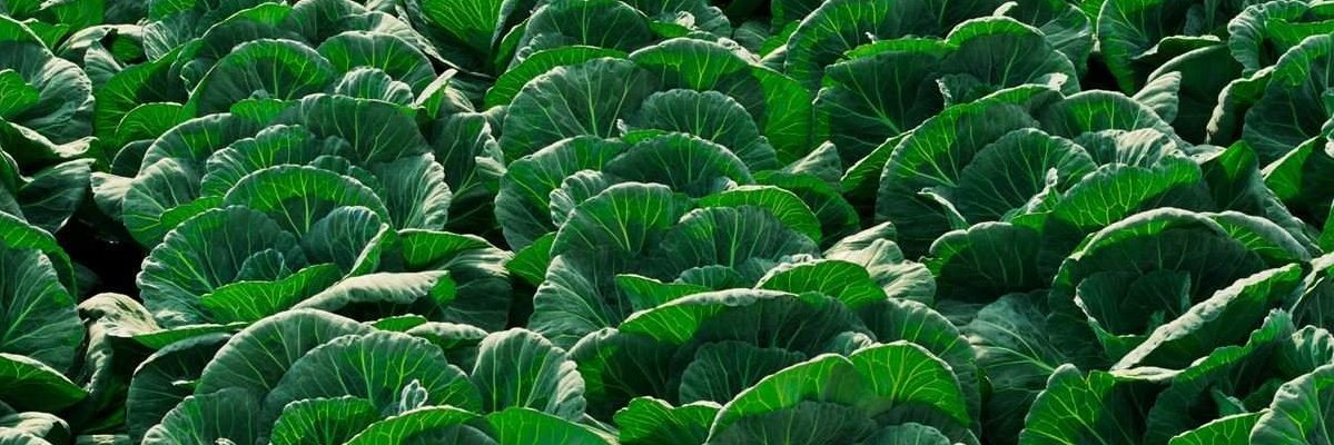 🔞Lewd_Cabbage🔞 banner