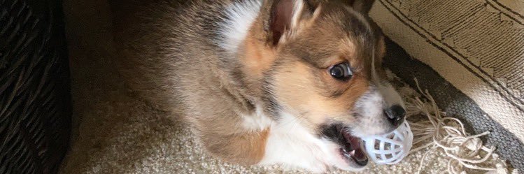samwell banner