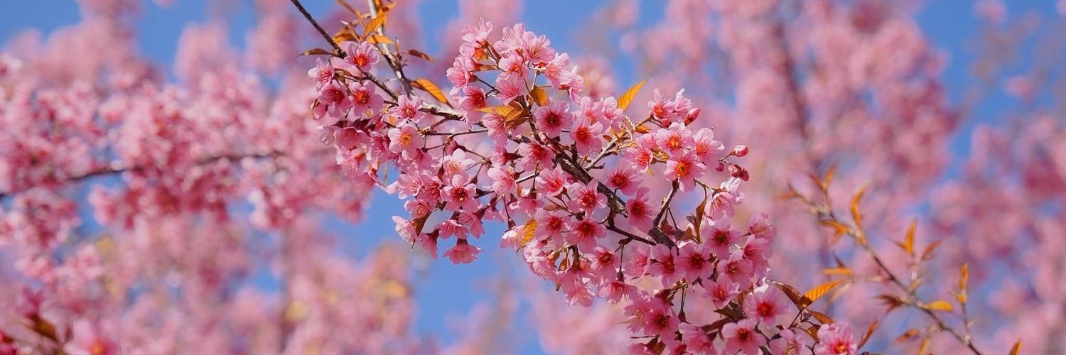NuyDiary's profile banner image