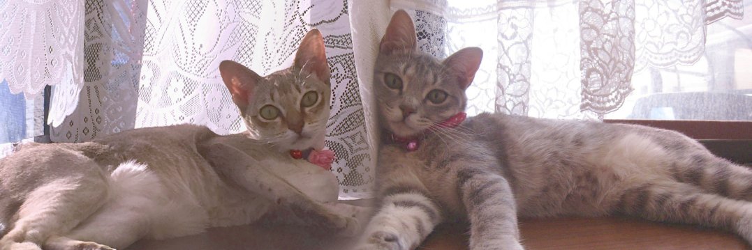 猫嬢 banner