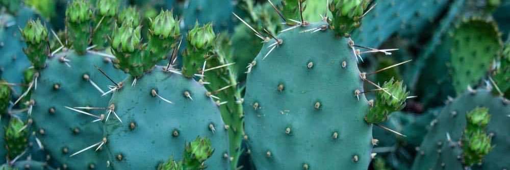 Caitlyn (Ghosty) banner