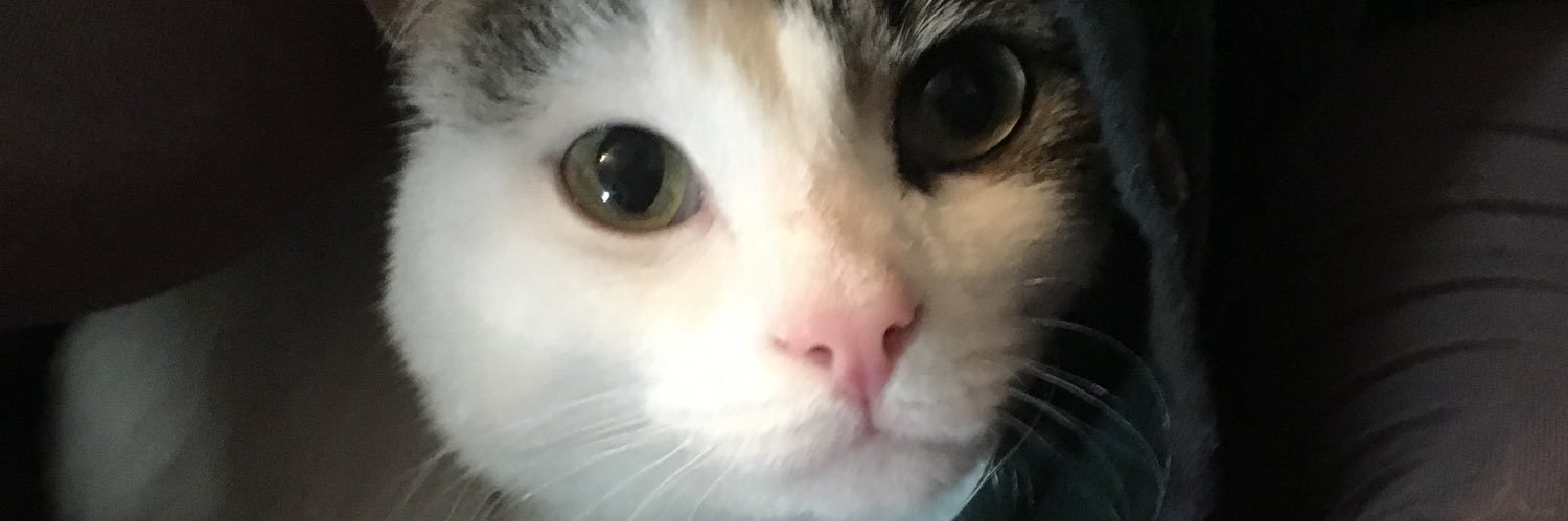 BerkleyLynn's profile banner image