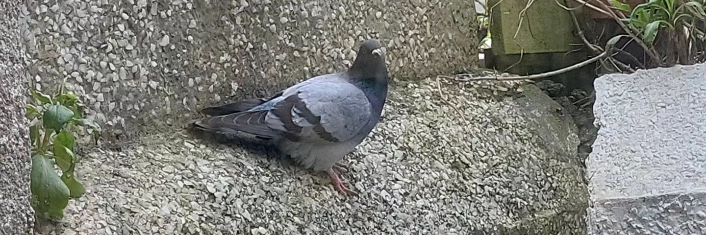 Josh 🌹🇬🇧 banner