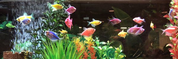 meligidmd Profile Banner