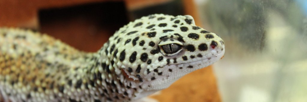 lizardglasess's profile banner image