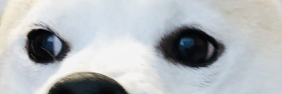 torimomo10mo's profile banner image