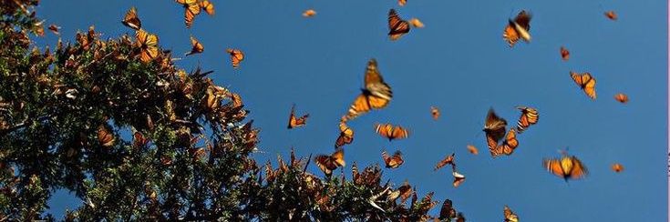 🦋เมืองม่าน🦋 banner