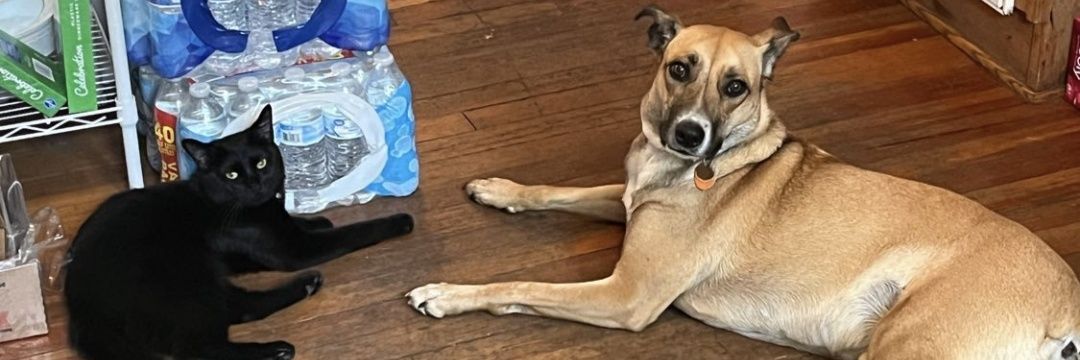 Cacter. Binx, M.D. M.Sc. 🏳️‍🌈🏳️‍⚧️ banner