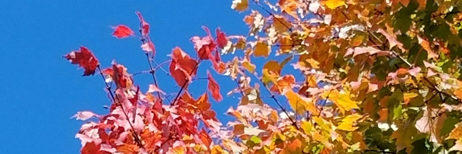 macoppolino's profile banner image