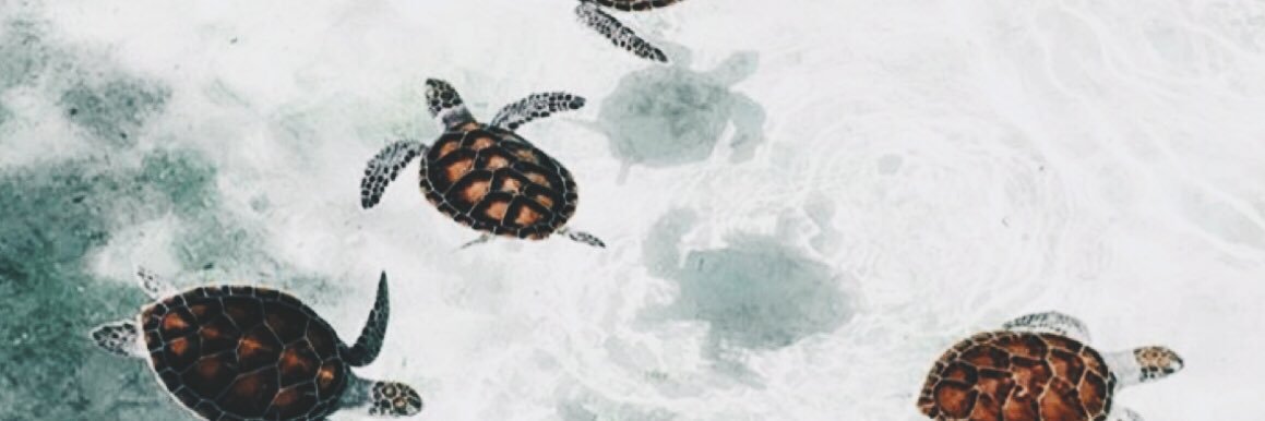 Gemma Barcons Arisa banner