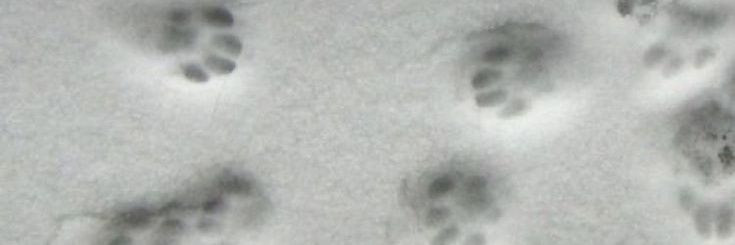 snooopytion's profile banner image