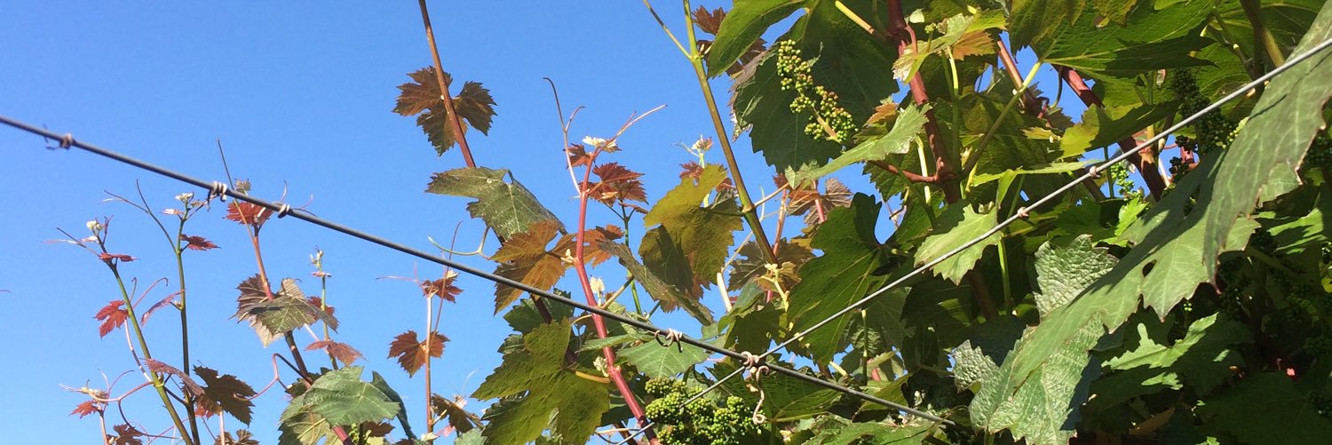 Carlos Adaro Salinero banner