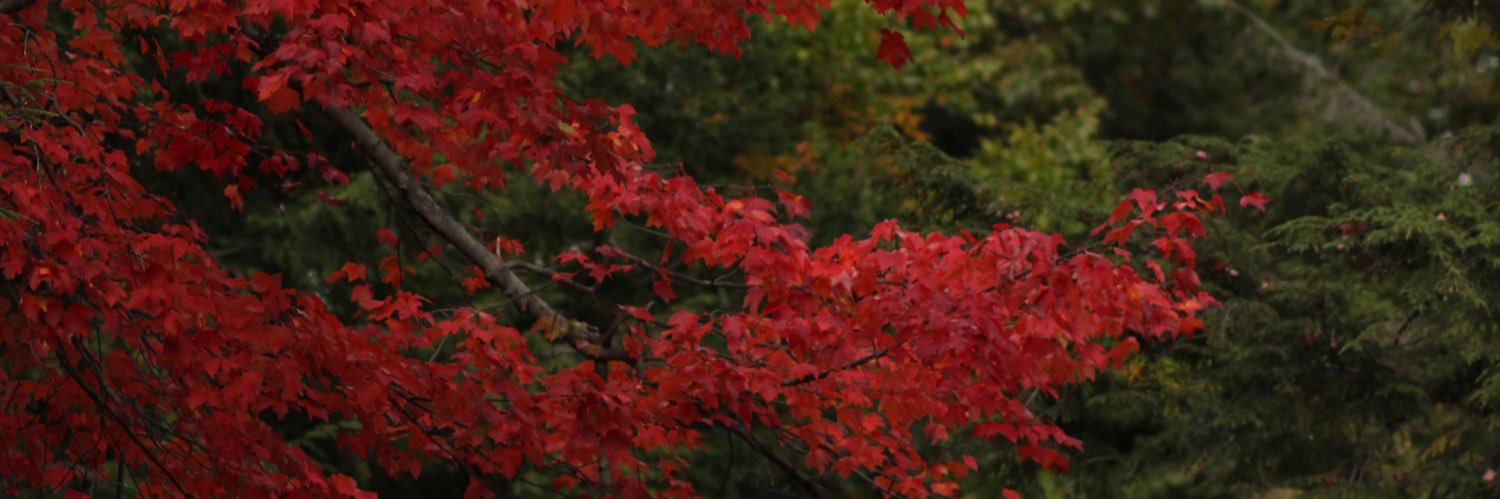 EllaMRed's profile banner image
