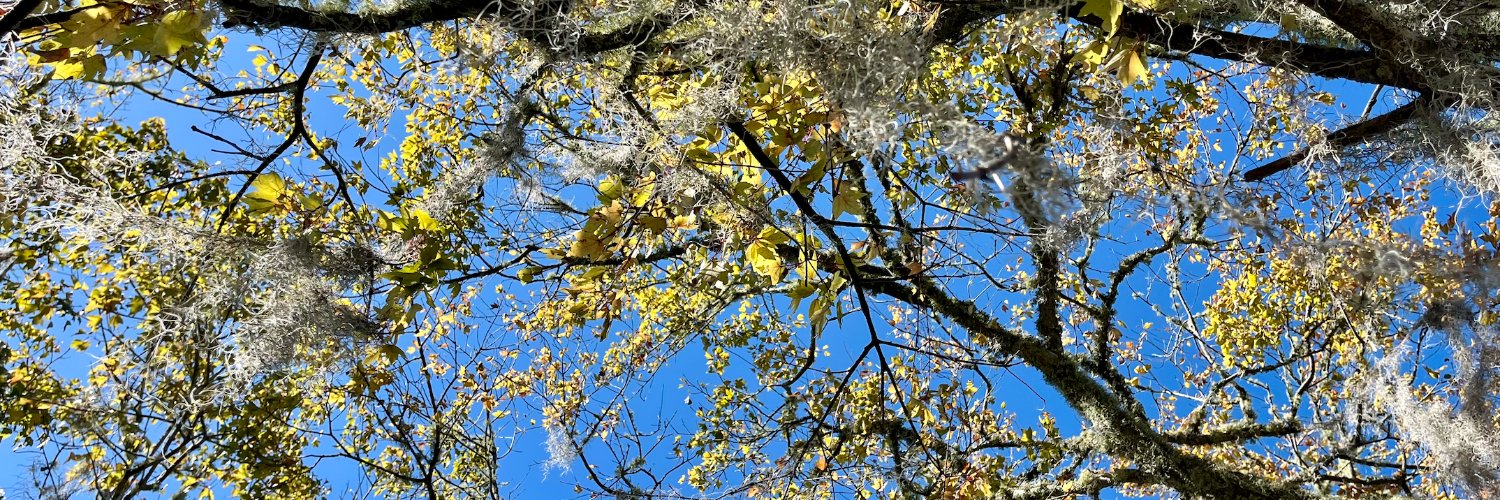 Ana-Maria Dimand banner