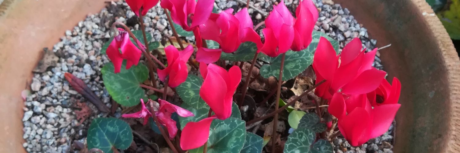 Ann_Bri54's profile banner image
