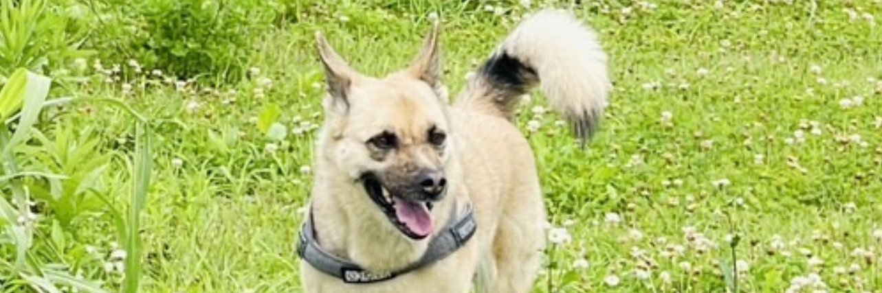 Manabu.US｜綵牙（サイガ） banner