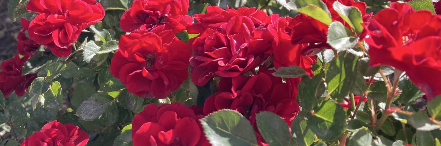 سنت‌سیلیاری‌بادی🪻 banner