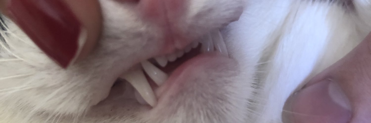 Lelele lá em casa banner