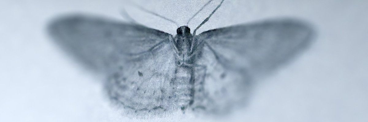 VioletaHell's profile banner image