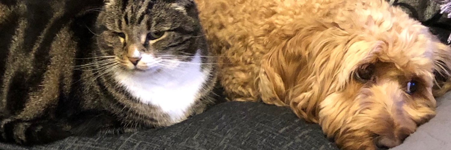 Pebblepip's profile banner image
