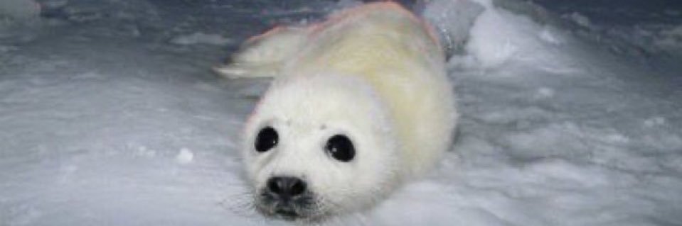 🦋 punch got a glock banner